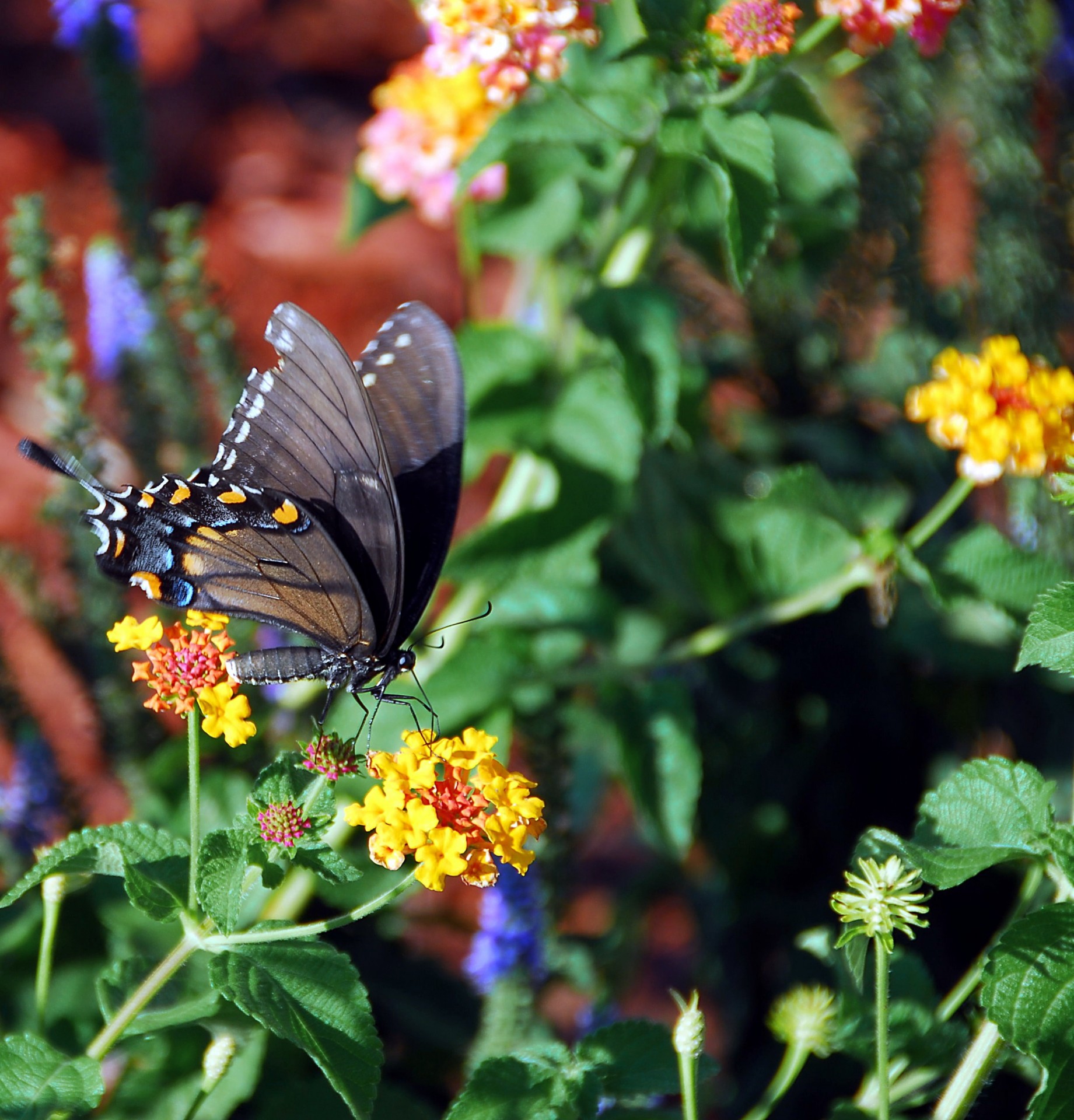 Black Swallowtail