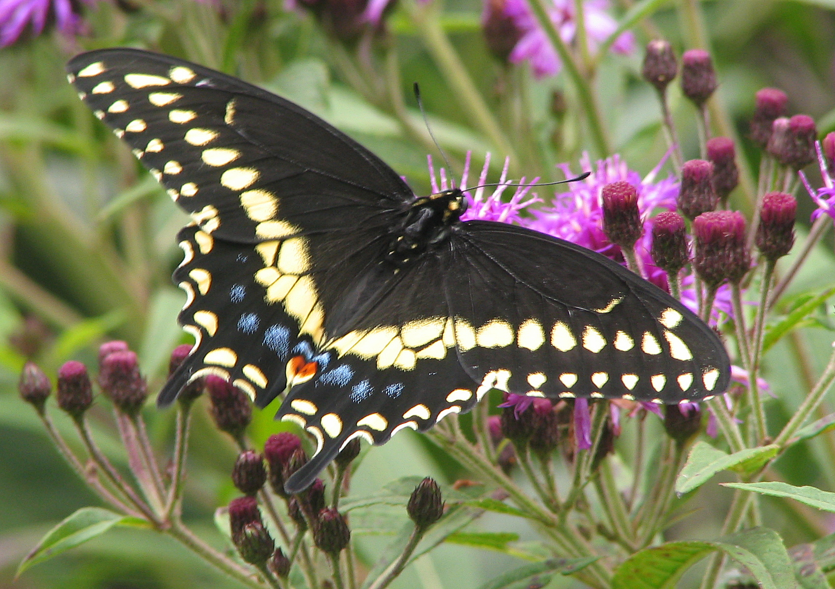 Black Swallowtail Adult