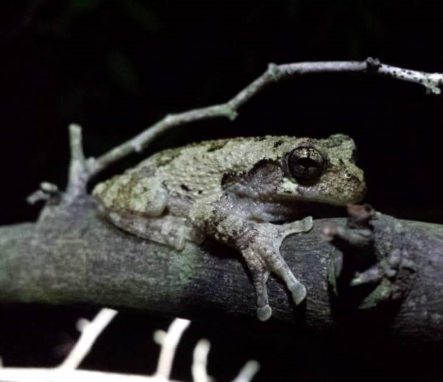 Barking Tree Frog by Tyler Burgener