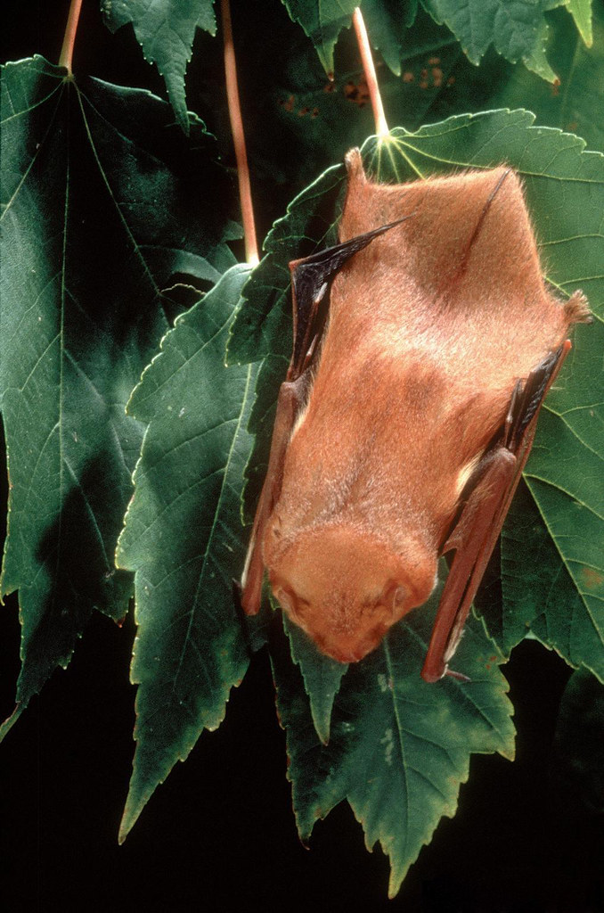 Eastern Red Bat