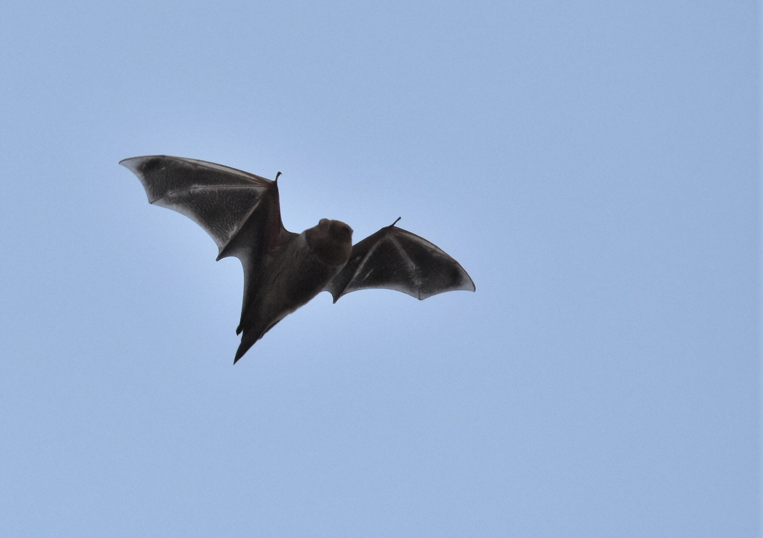 Eastern red bat