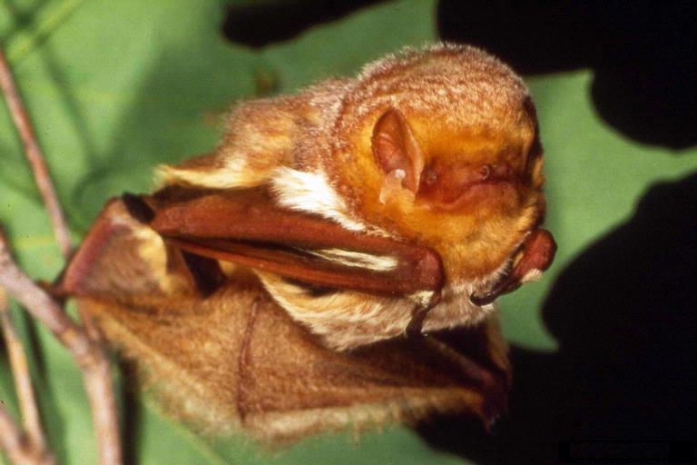 Eastern Red Bat