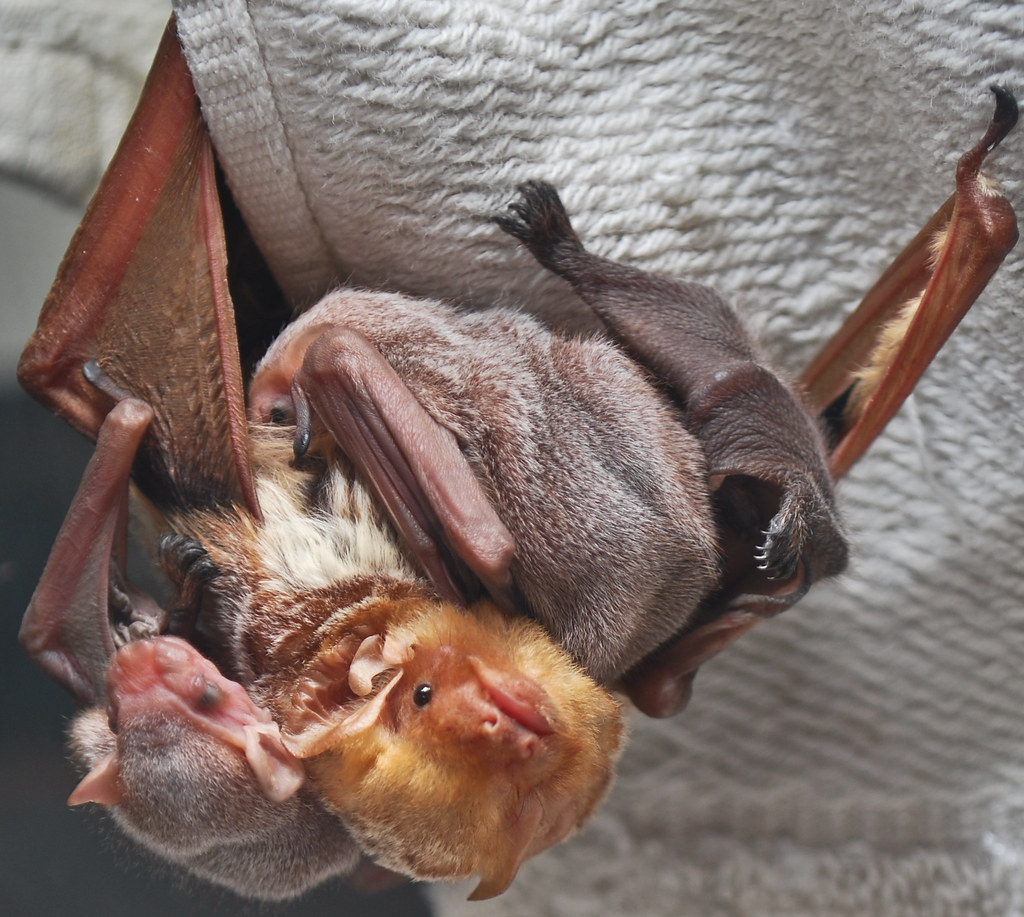 Eastern red bat with babies