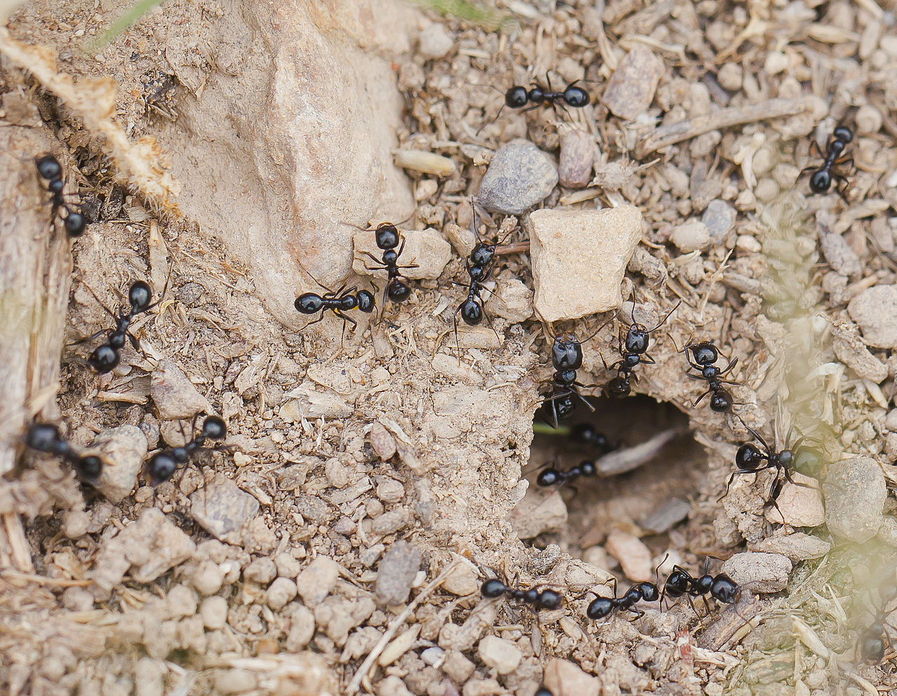 Little Black ant in habitat