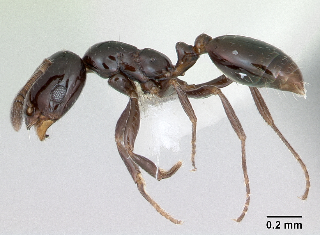 little black ant worker