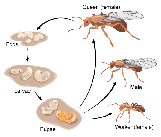 Monarch Life Cycle