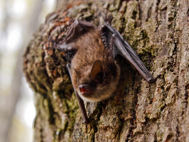 Little Brown bat on tree