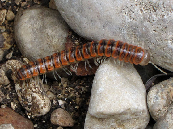 millipede