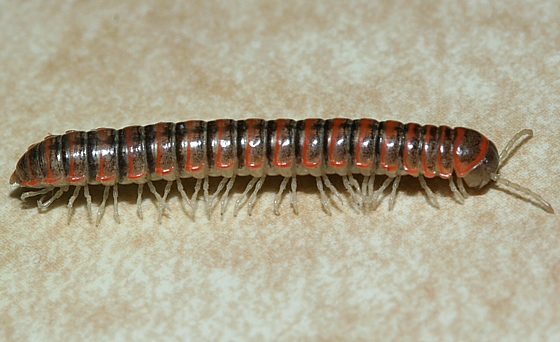 millipede