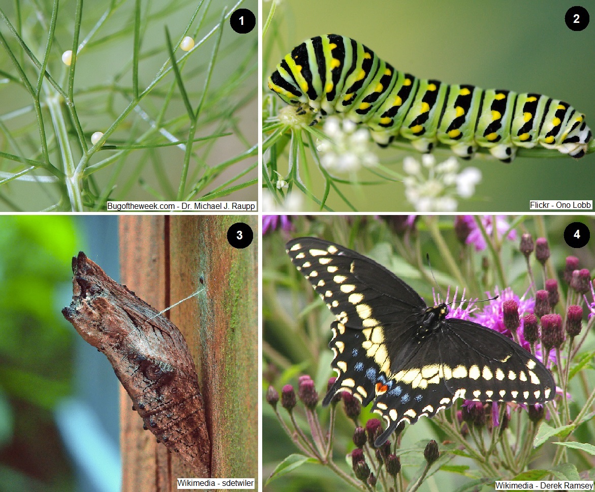 black swallowtail collage