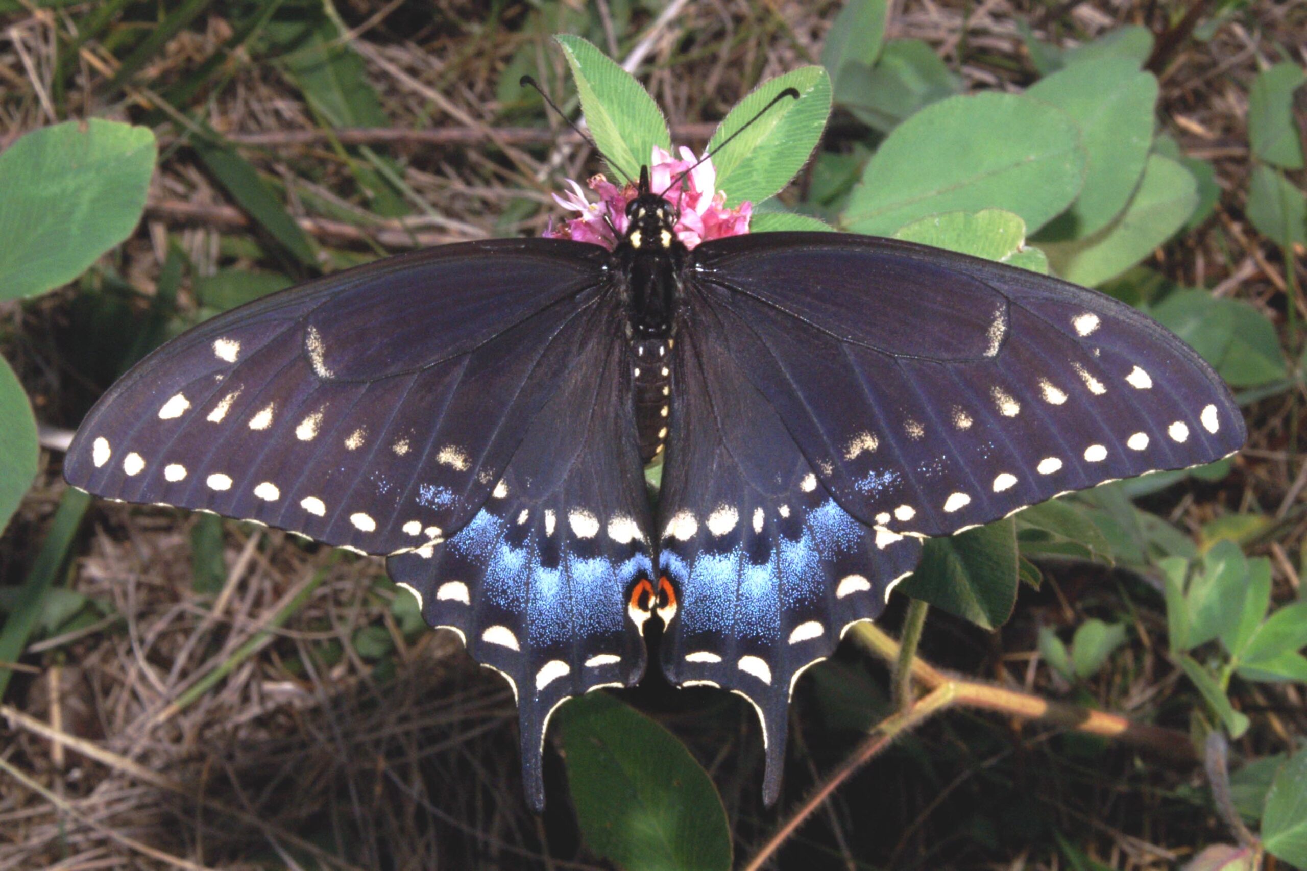 black swallowtail