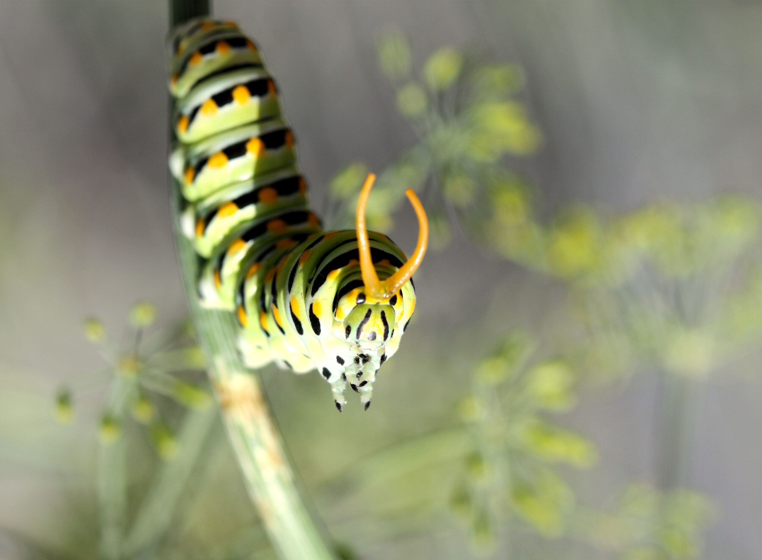 Black swallowtail osmeterium