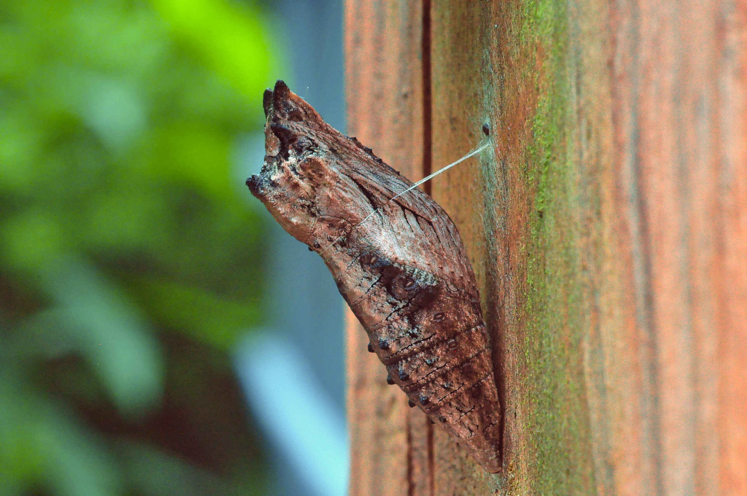 Black swallowtail chrysalis