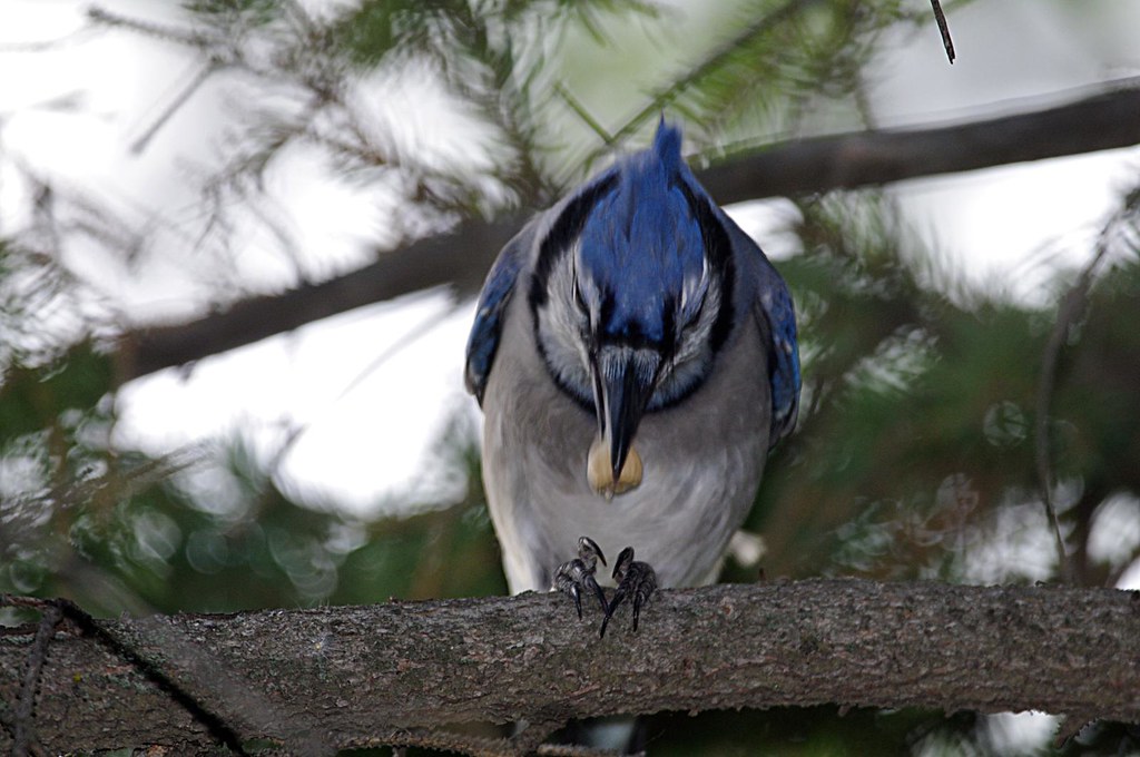 Eastern bluebird feeding babies