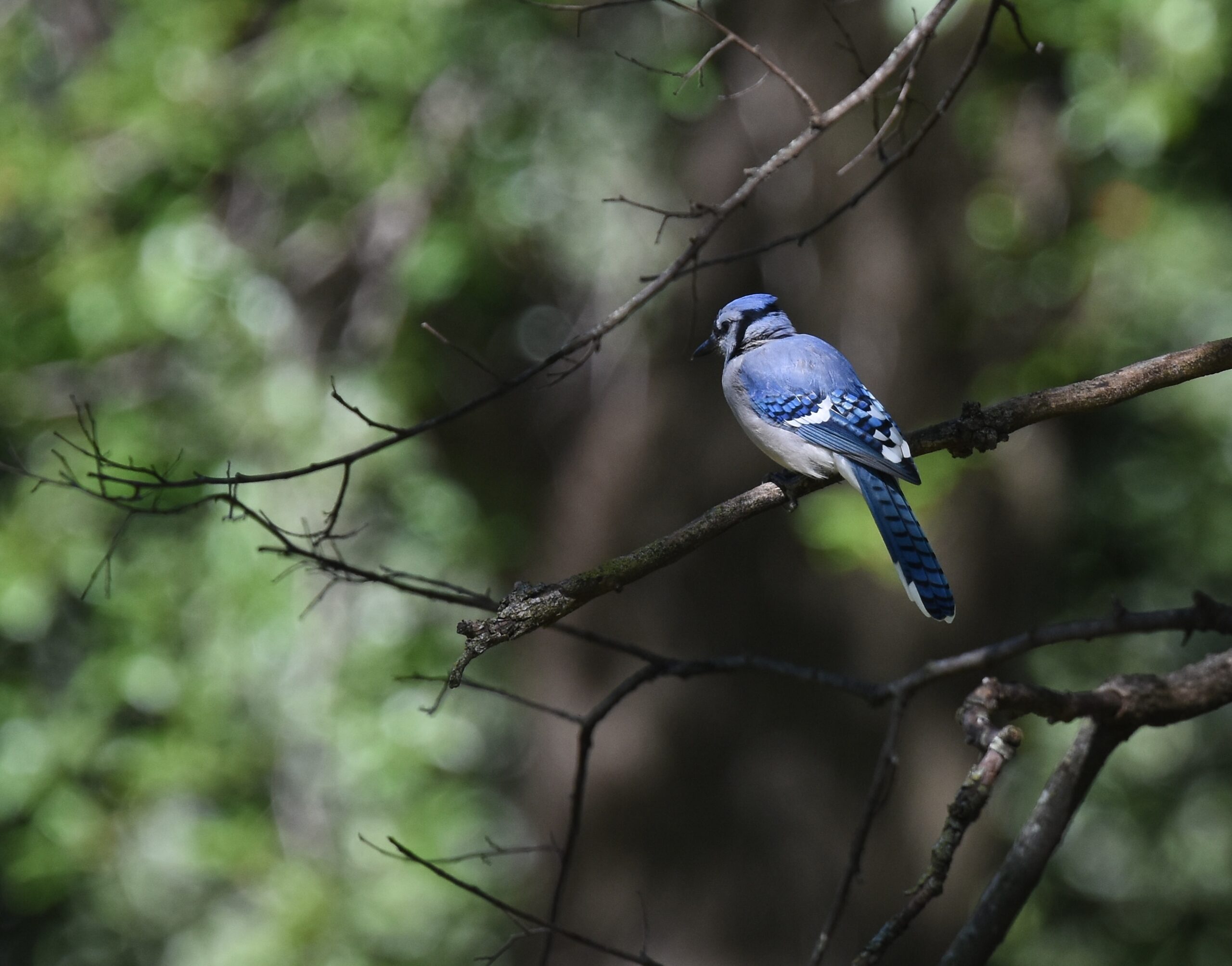 Eastern bluebird in habitat