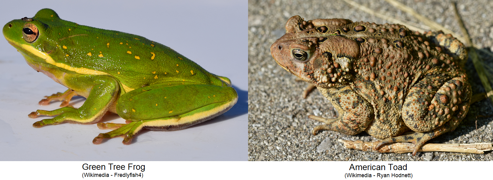 Differences between Frogs & Toads Photos