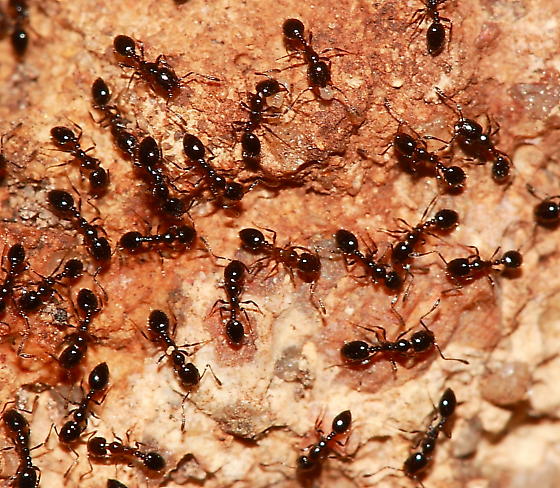 Little Black Ant group