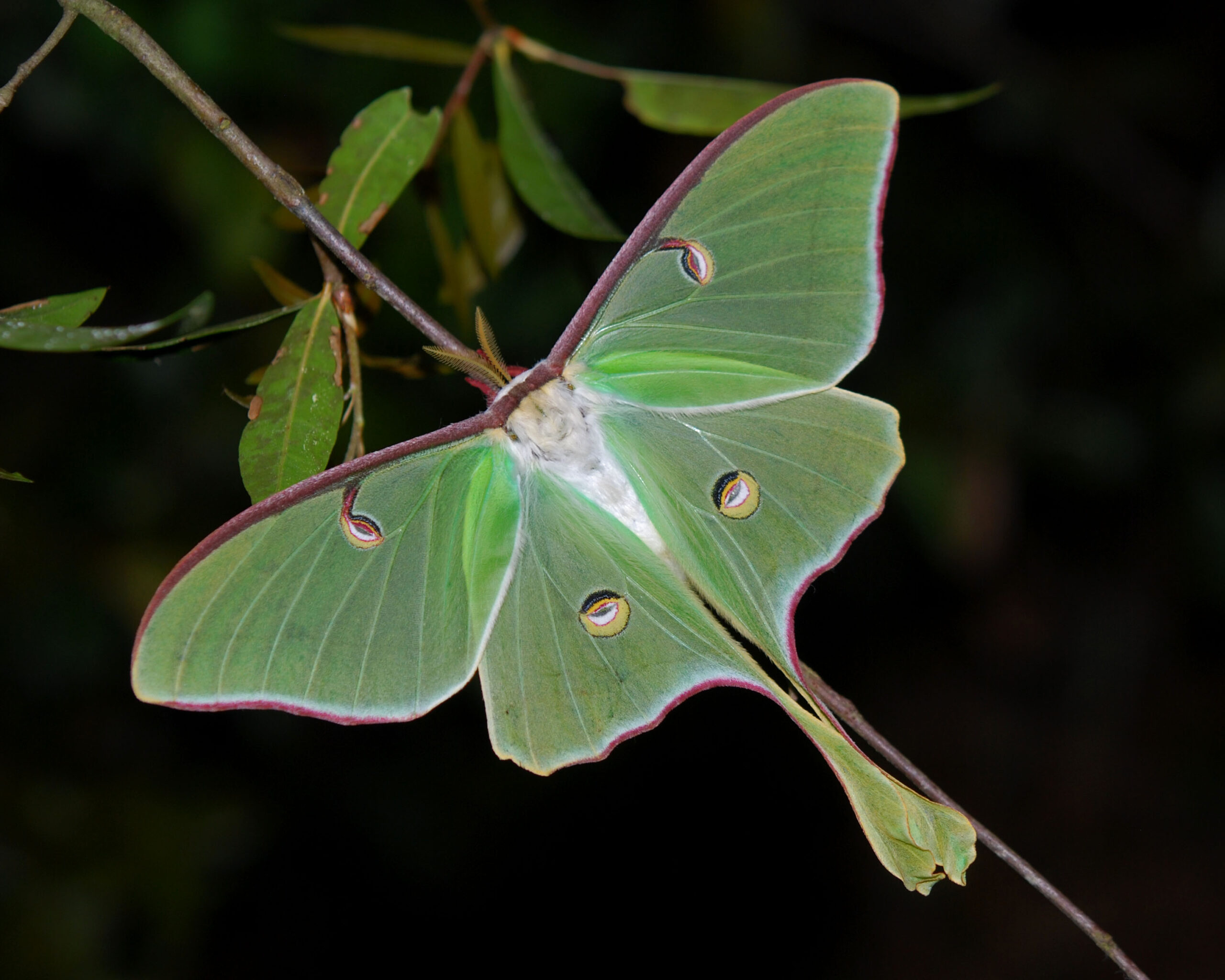 Black Swallowtail Adult