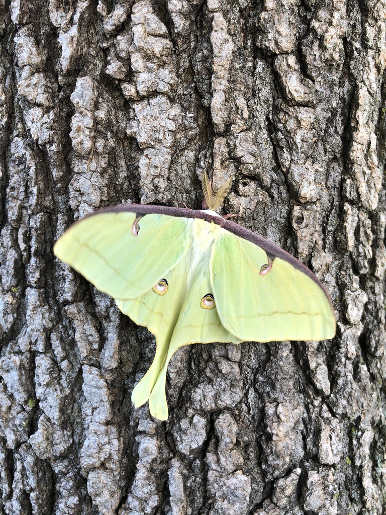 Black Swallowtail