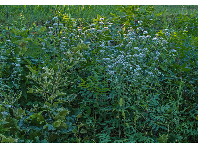 Blue False Indigo