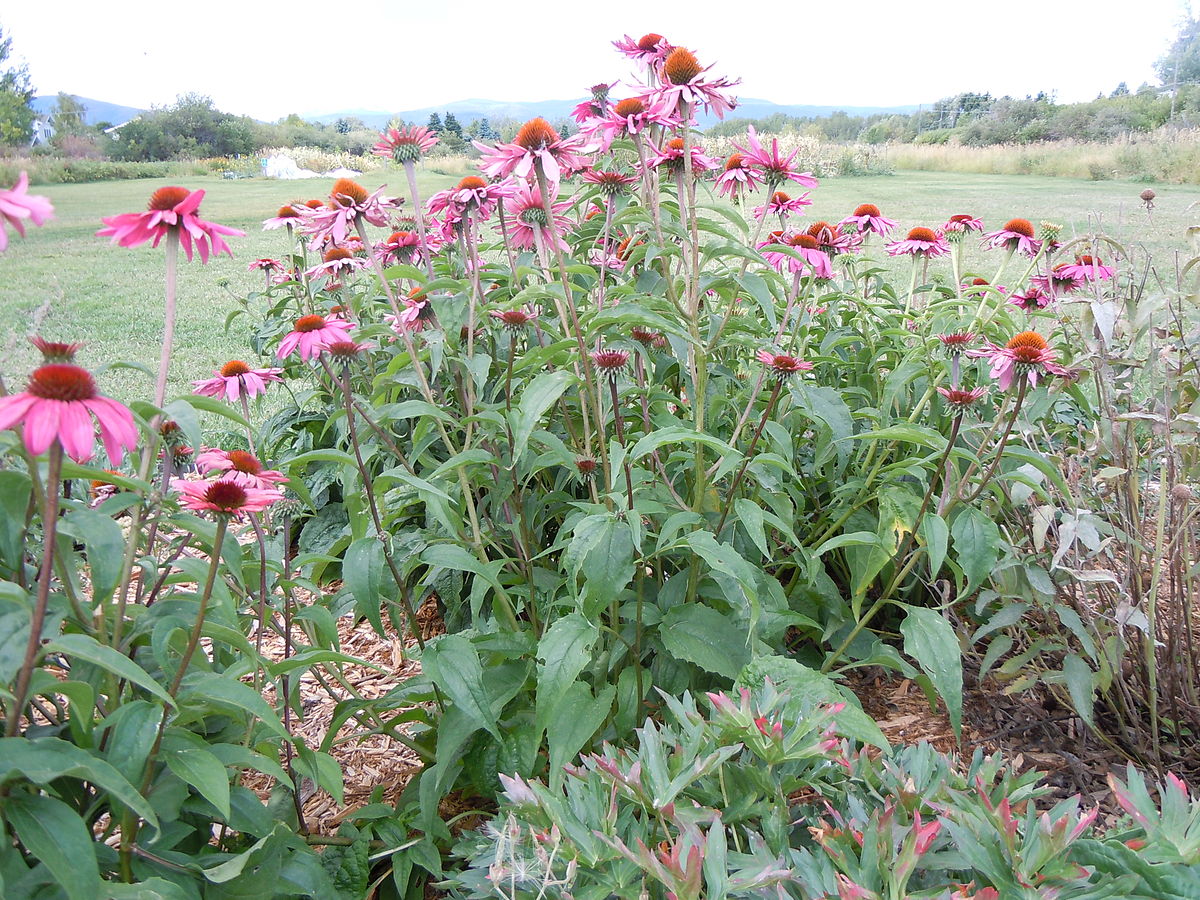 Purple Coneflower