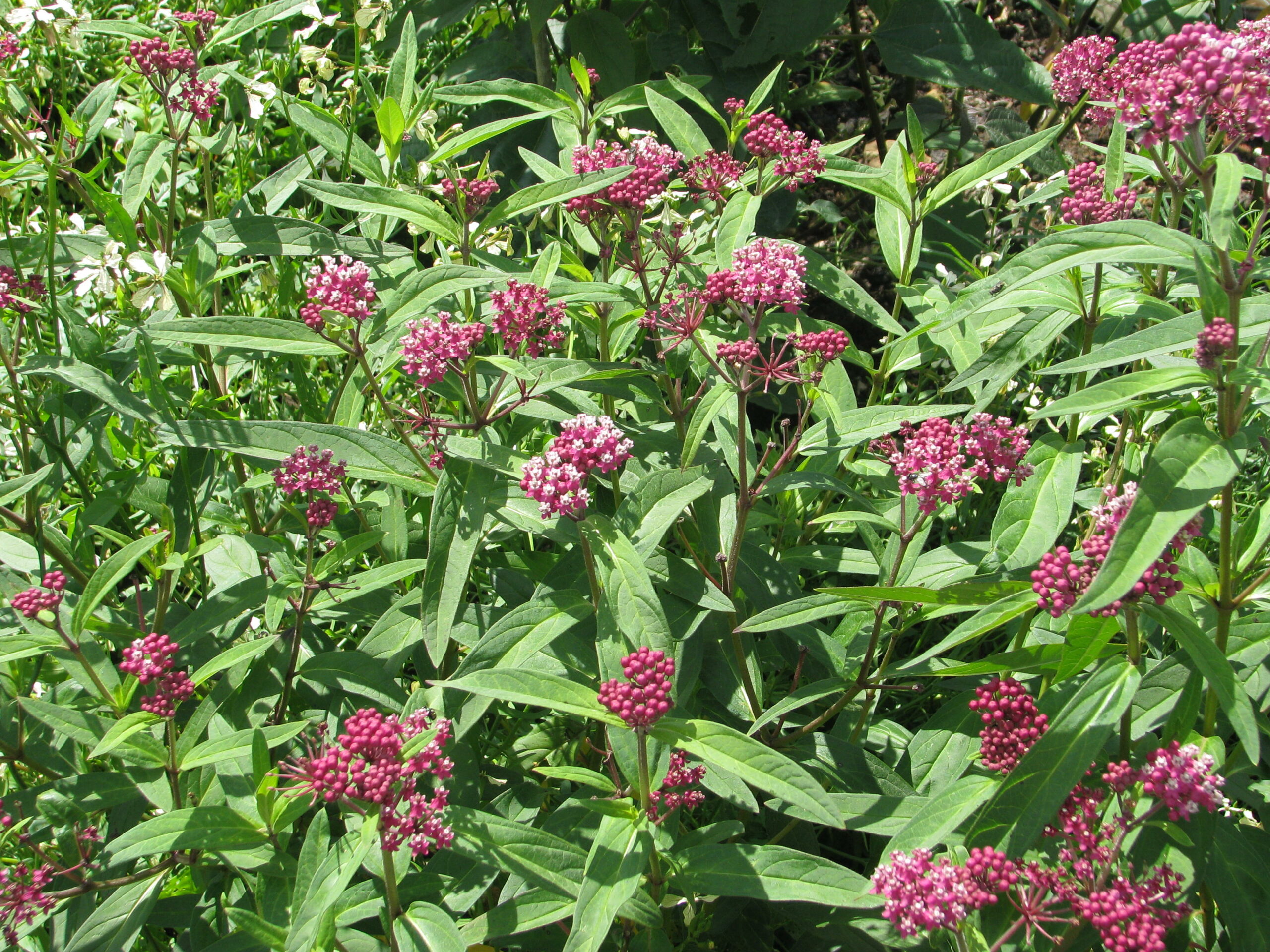 Milkweed