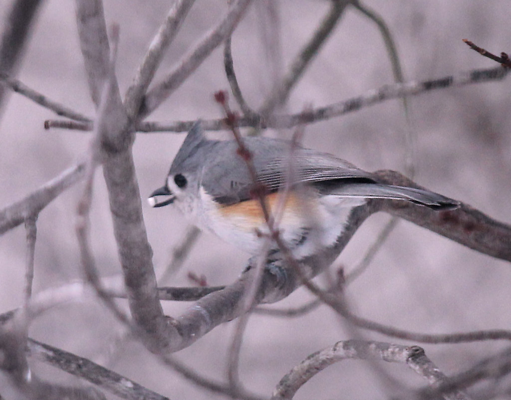 Eastern bluebird feeding babies