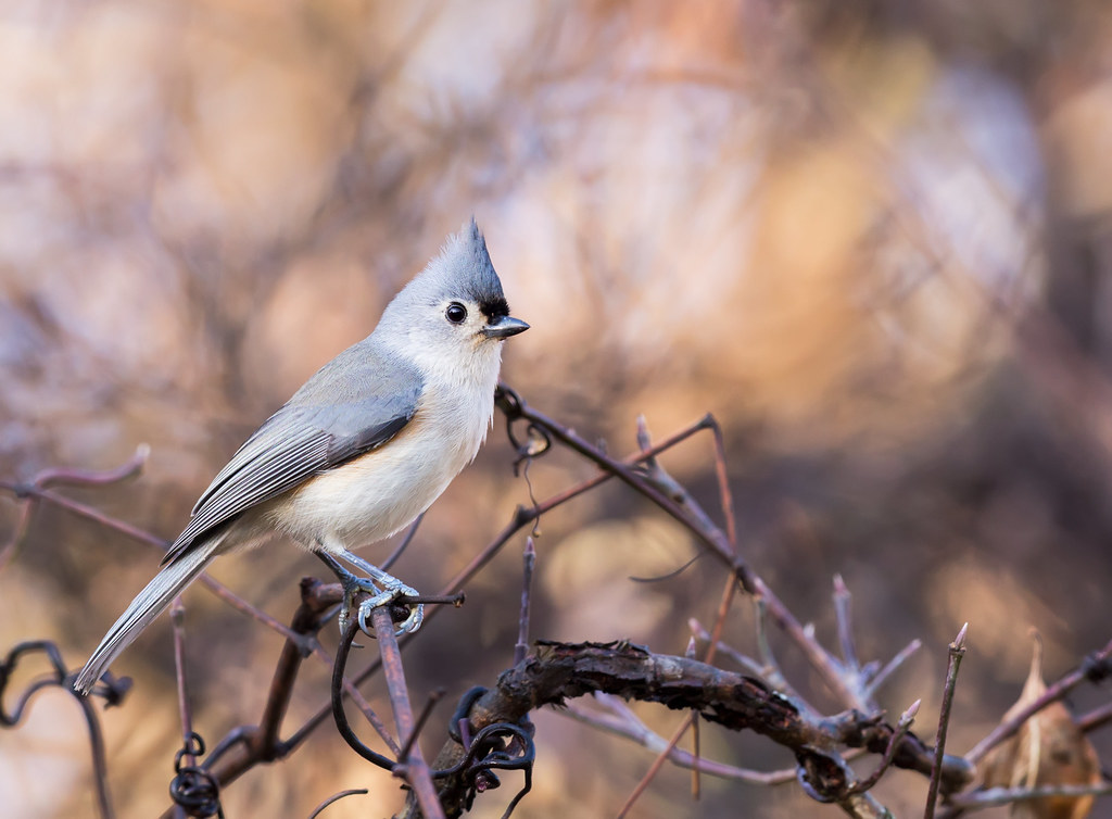 Eastern bluebird in habitat