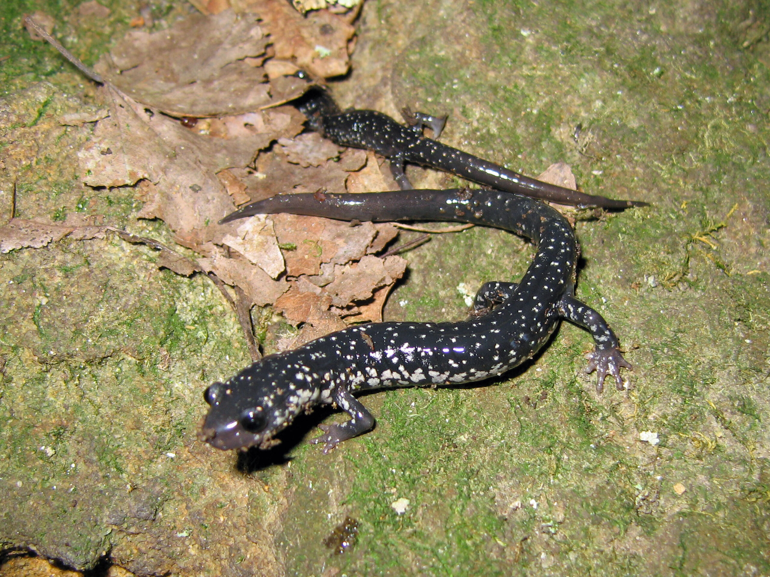 Slimy Salamander