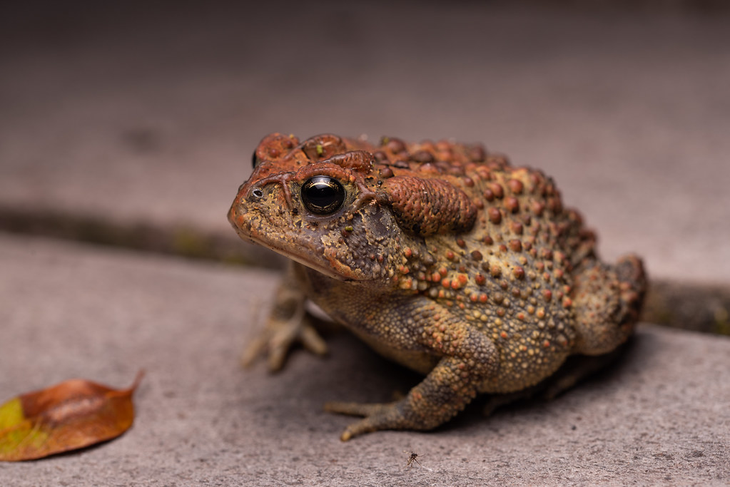 Southern Toad ID