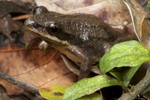 Upland Chorus Frog by Todd Pierson