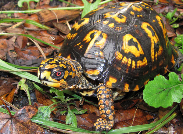 Eastern box turtle