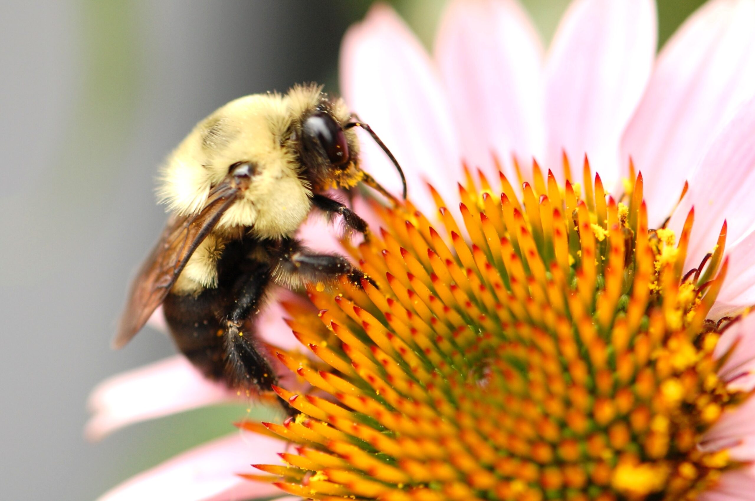 Bee on a Purple Coneflower