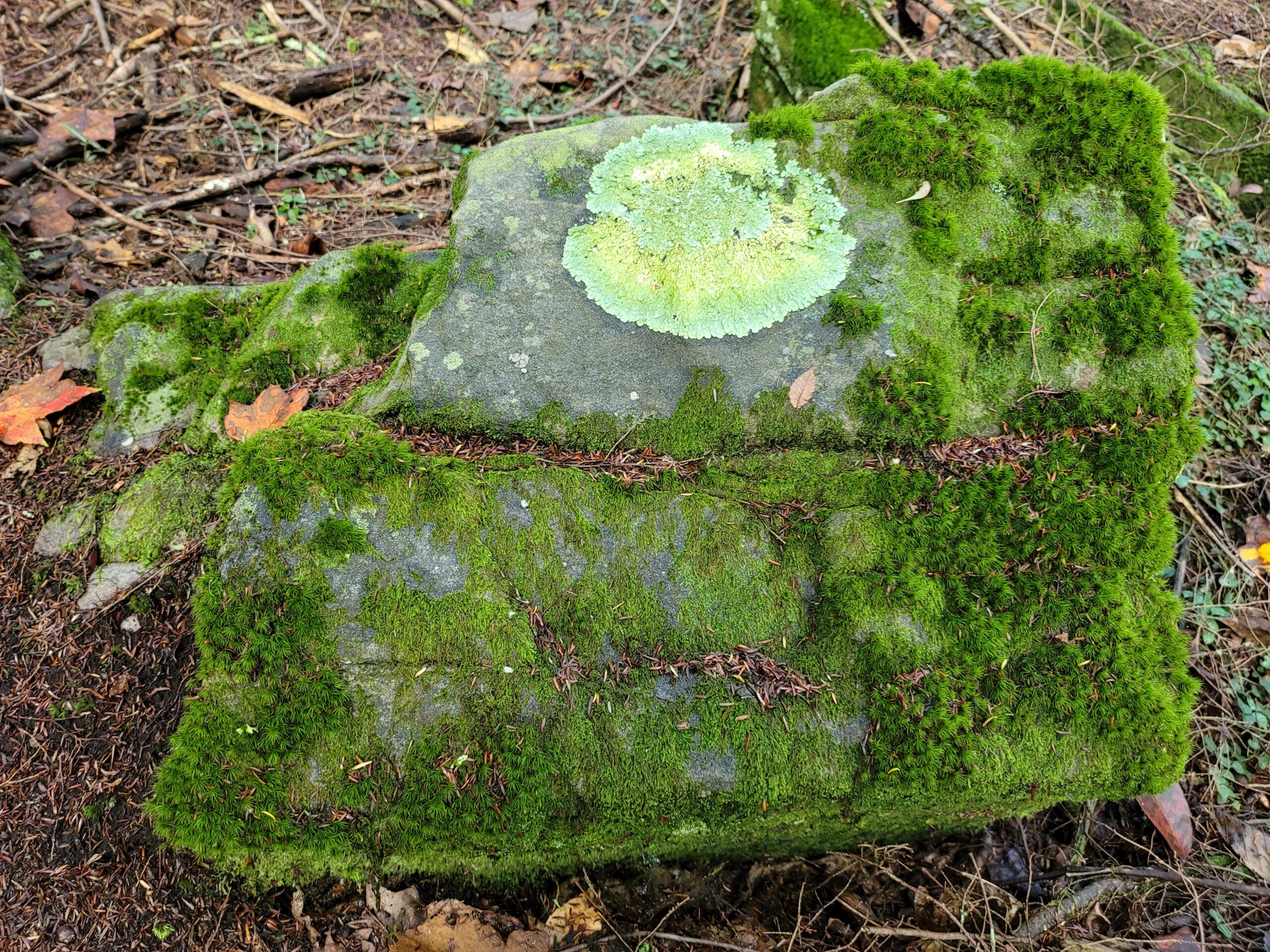 Lichen and moss on rock