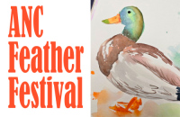 ANC Feather Festival Pzazz